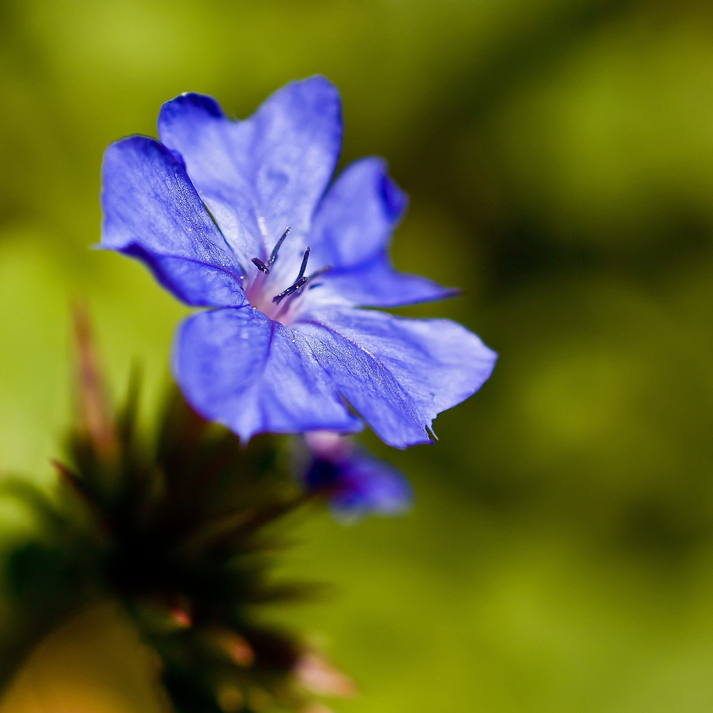 Blüte Wilde Petuinie (Makro)